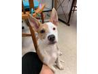 Adopt June a Tan/Yellow/Fawn - with White Bull Terrier / Mixed Breed (Medium) /