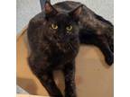 Adopt Soleil a All Black Domestic Shorthair / Mixed cat in Port Richey