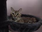 Adopt Addy a Brown Tabby Domestic Shorthair (short coat) cat in Kalamazoo