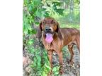 Adopt Red a Redbone Coonhound / Mixed dog in St. James, MN (38522241)
