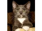 Adopt Mister 041323 a Gray or Blue Domestic Shorthair / Domestic Shorthair /