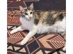 Adopt Callie + 3 kittens a Tiger Striped Calico / Mixed (medium coat) cat in