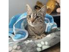 Adopt Nala a Gray or Blue Domestic Shorthair / Mixed cat in Lantana