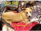 Adopt CLAIRE a Tan/Yellow/Fawn - with White Australian Cattle Dog / Mixed dog in