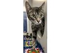 Adopt Sky a Gray or Blue Domestic Shorthair / Domestic Shorthair / Mixed cat in