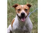 Adopt Ginger a White - with Red, Golden, Orange or Chestnut Australian Cattle