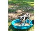 Adopt Freckles a White - with Black German Shorthaired Pointer / Mixed dog in