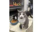 Adopt Mack a Gray or Blue Domestic Shorthair / Domestic Shorthair / Mixed cat in