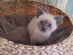 Blue And Seal Siamese Kitten's Ready Now