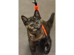 Adopt Adore a All Black Domestic Shorthair / Domestic Shorthair / Mixed cat in