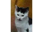 Adopt Bulldozer a All Black Domestic Shorthair / Domestic Shorthair / Mixed cat