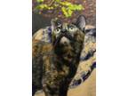 Adopt Toffee a All Black Domestic Shorthair / Domestic Shorthair / Mixed cat in