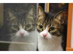Adopt Caticus a Brown or Chocolate Domestic Shorthair / Domestic Shorthair /