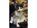 Adopt Zamboni a Gray or Blue Domestic Shorthair / Domestic Shorthair / Mixed cat