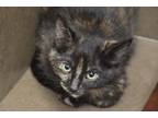 Adopt Valentina a Brown or Chocolate Domestic Shorthair / Domestic Shorthair /