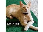 Adopt Mr. Kitts a Cream or Ivory Domestic Shorthair (short coat) cat in Porter