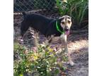 Adopt RockStar a Mixed Breed (Medium) / Mixed dog in Ocala, FL (38537497)