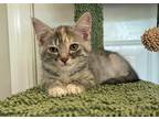 Adopt Torta a Brown Tabby Domestic Shorthair (short coat) cat in Palo Cedro