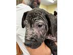 Adopt Bruno IN FOSTER a Black Mastiff / Mixed dog in New Orleans, LA (38565585)