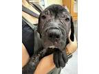 Adopt Lizzy IN FOSTER a Black Mastiff / Mixed dog in New Orleans, LA (38565583)