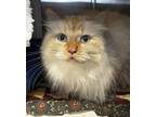 Adopt Burrow a White Domestic Longhair / Domestic Shorthair / Mixed cat in