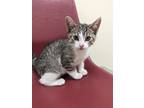 Adopt Jelly-Stratford a White Domestic Shorthair / Domestic Shorthair / Mixed