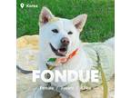 Adopt Fondue a White Jindo / Mixed dog in Centerville, VA (38501661)