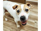 Adopt Gracie a White American Pit Bull Terrier / Mixed dog in Burleson