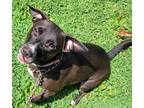 Adopt Melanie a Black Terrier (Unknown Type, Medium) / Mixed Breed (Medium) /