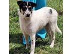 Adopt Jada sb a White - with Brown or Chocolate Border Collie / Australian