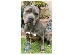 Adopt COH Sky a Gray/Blue/Silver/Salt & Pepper Pit Bull Terrier / Mixed dog in