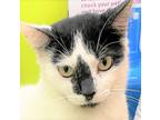 Adopt Sabrina a White Domestic Shorthair / Domestic Shorthair / Mixed cat in