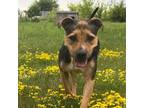 Adopt Missy a Brown/Chocolate American Staffordshire Terrier / Mixed dog in
