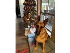 Adopt Zane a German Shepherd Dog / Mixed dog in Sealy, TX (38324275)