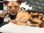 Adopt Alix a Tan/Yellow/Fawn Pit Bull Terrier / Mixed dog in Chula Vista