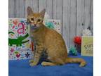 Adopt Jade a Domestic Shorthair / Mixed (short coat) cat in Roanoke