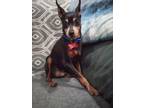Adopt DRACULA a Miniature Pinscher / Mixed dog in Gloucester, VA (38537569)