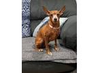 Adopt BAMBI a Miniature Pinscher / Mixed dog in Gloucester, VA (38537568)