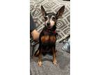 Adopt BRITTANY a Miniature Pinscher / Mixed dog in Gloucester, VA (38537567)