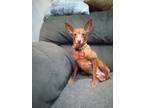 Adopt DESTINY a Miniature Pinscher / Mixed dog in Gloucester, VA (38537566)