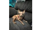 Adopt STUART a Miniature Pinscher / Mixed dog in Gloucester, VA (38537565)