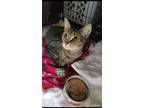 Adopt April a Brown Tabby Domestic Shorthair / Mixed (short coat) cat in Ocala
