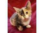 Adopt Broom Hilda a Calico / Mixed (short coat) cat in Ocala, FL (38397500)