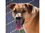 Adopt Roady a Tan/Yellow/Fawn Mixed Breed (Medium) / Mixed dog in Vail