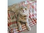 Adopt Fran a Gray or Blue Domestic Shorthair / Domestic Shorthair / Mixed cat in