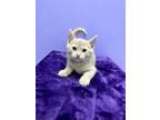 Adopt Vesemir a Tan or Fawn Domestic Shorthair / Domestic Shorthair / Mixed cat