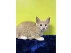Adopt Cannellini a Tan or Fawn Domestic Shorthair / Domestic Shorthair / Mixed