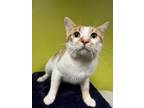 Adopt Bullet a Orange or Red Domestic Shorthair / Domestic Shorthair / Mixed cat