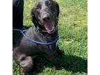 Adopt Bodie a Black Mixed Breed (Medium) / Mixed dog in Ponderay, ID (38298605)