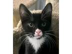 Adopt Tiptoe a Black & White or Tuxedo Domestic Shorthair (short coat) cat in